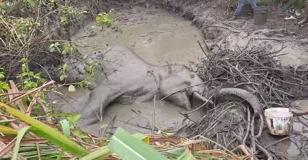 ट्रेन की चपेट में आकर दलदल में फंसा हाथी, 15 घंटे बाद भी वन विभाग गायब