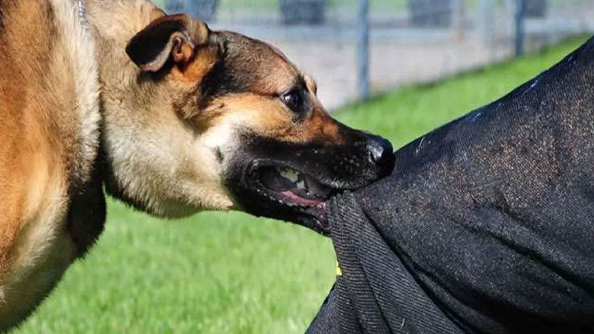 आपसी झगड़े में रॉटविलर मालिक ने ऑटो चालक पर छोड़ा कुत्ता, पैर पर काटा, नगर निगम ने की कार्रवाई