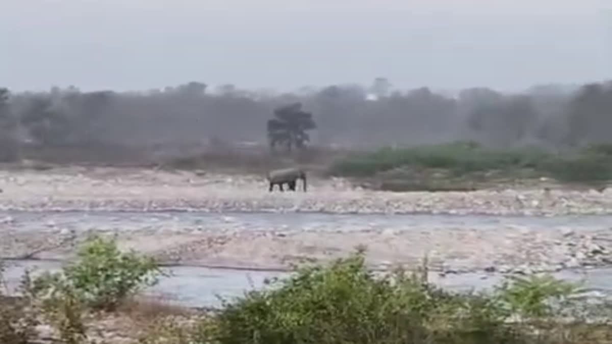 डोईवाला में मॉर्निंग वाक पर निकले शख्स को हाथी ने उठाकर पटका, अस्पताल में चल रहा उपचार