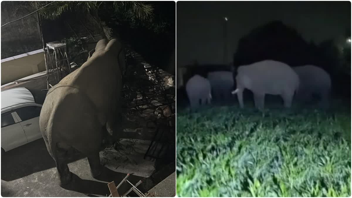 हरिद्वार में हाथियों का उत्पात, कॉलोनी में घुसकर घर की दीवार तोड़ी, खेतों में फसलों को रौंदा