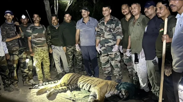 कॉर्बेट लैंडस्केप का मशहूर ‘भोला’ बाघ घायल, देर रात सफल रेस्क्यू; ढेला रेस्क्यू सेंटर में शुरू हुआ इलाज